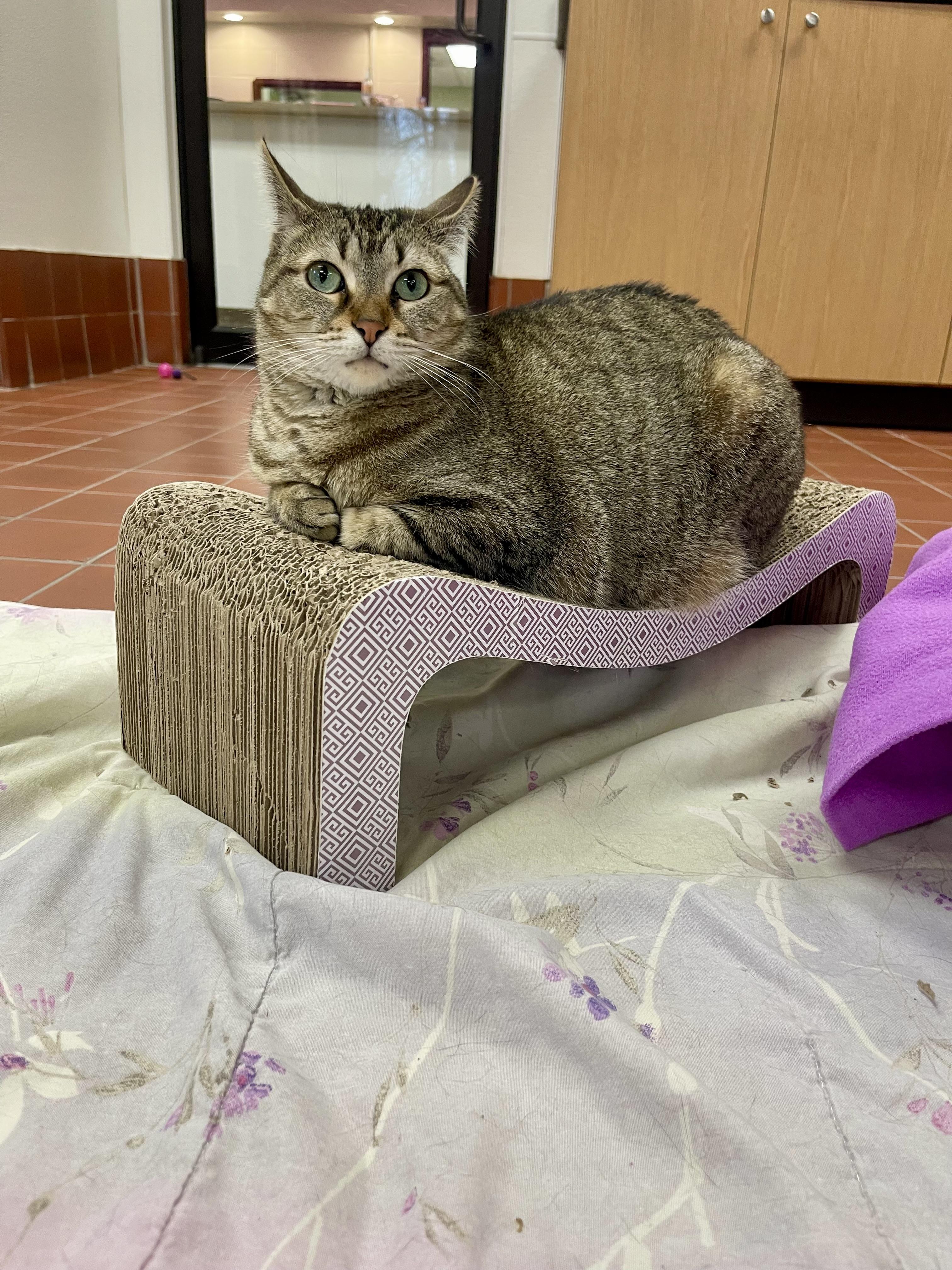 Enlarge Cleo, a Adoptable Domestic Short Hair in Battle Creek, MI image 4/6