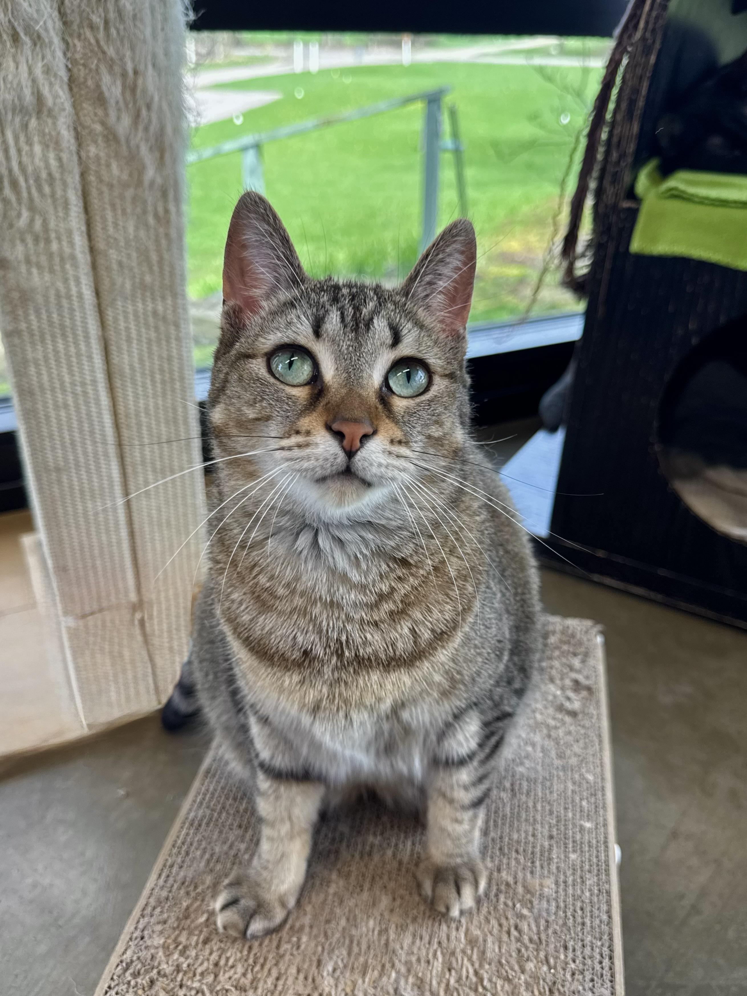 Enlarge Cleo, a Adoptable Domestic Short Hair in Battle Creek, MI image 2/6