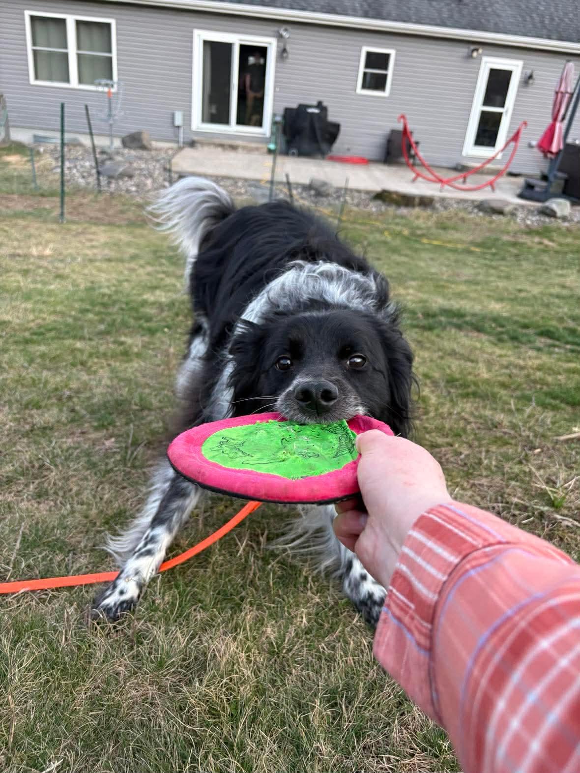 Enlarge Ollie, a Adoptable Border Collie in Farmville, VA image 3/6