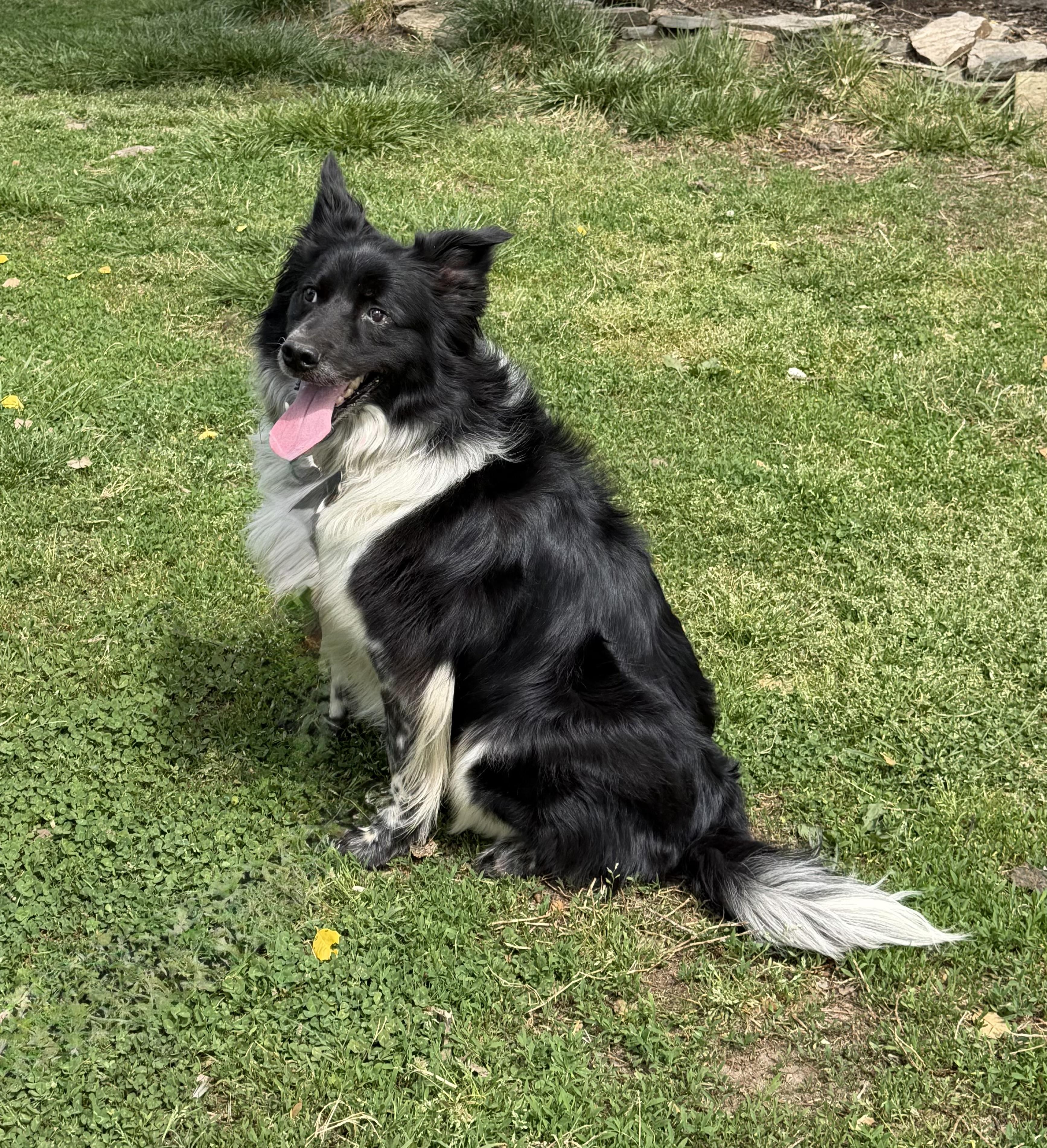 Enlarge Ollie, a Adoptable Border Collie in Farmville, VA image 4/6