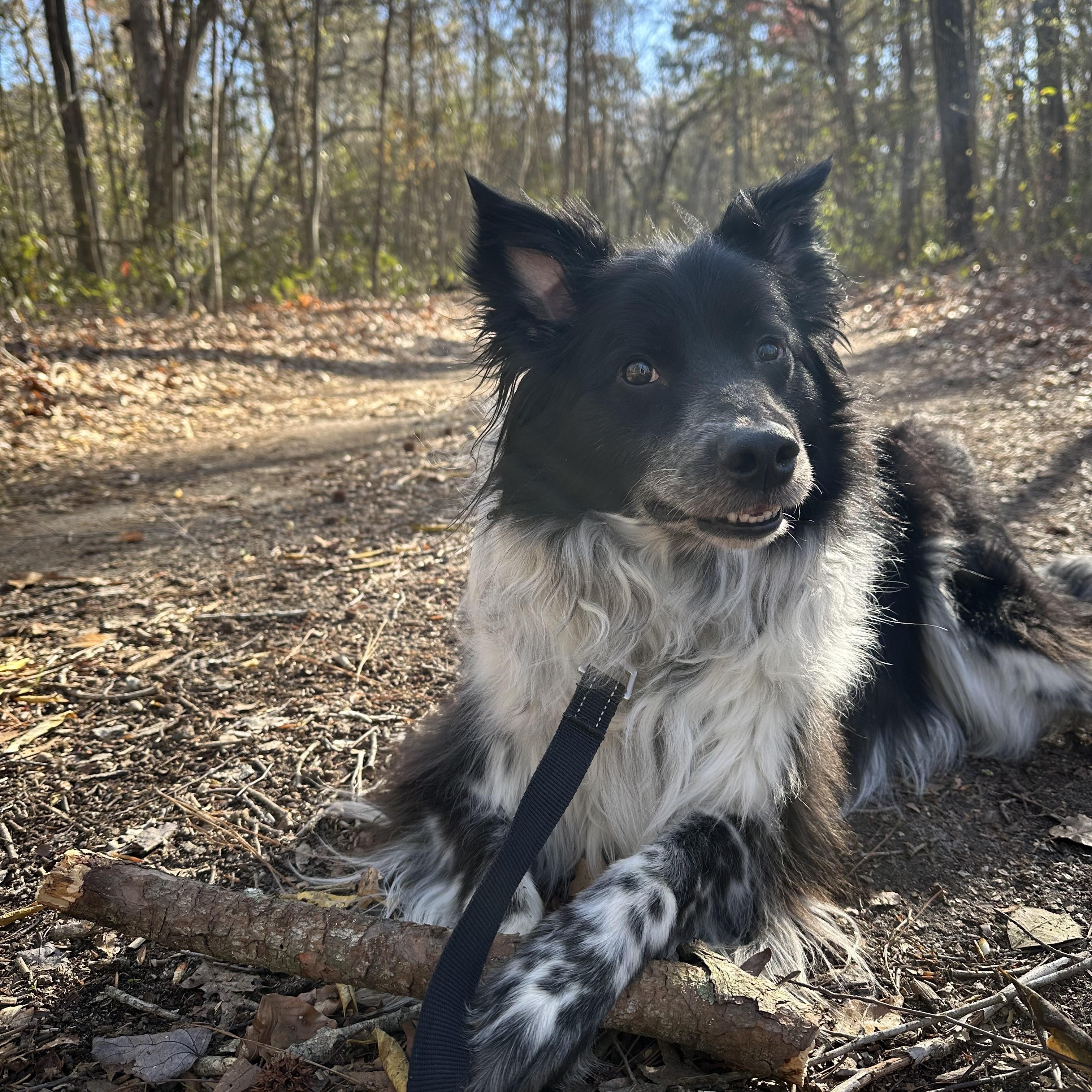 Enlarge Ollie, a Adoptable Border Collie in Farmville, VA image 5/6
