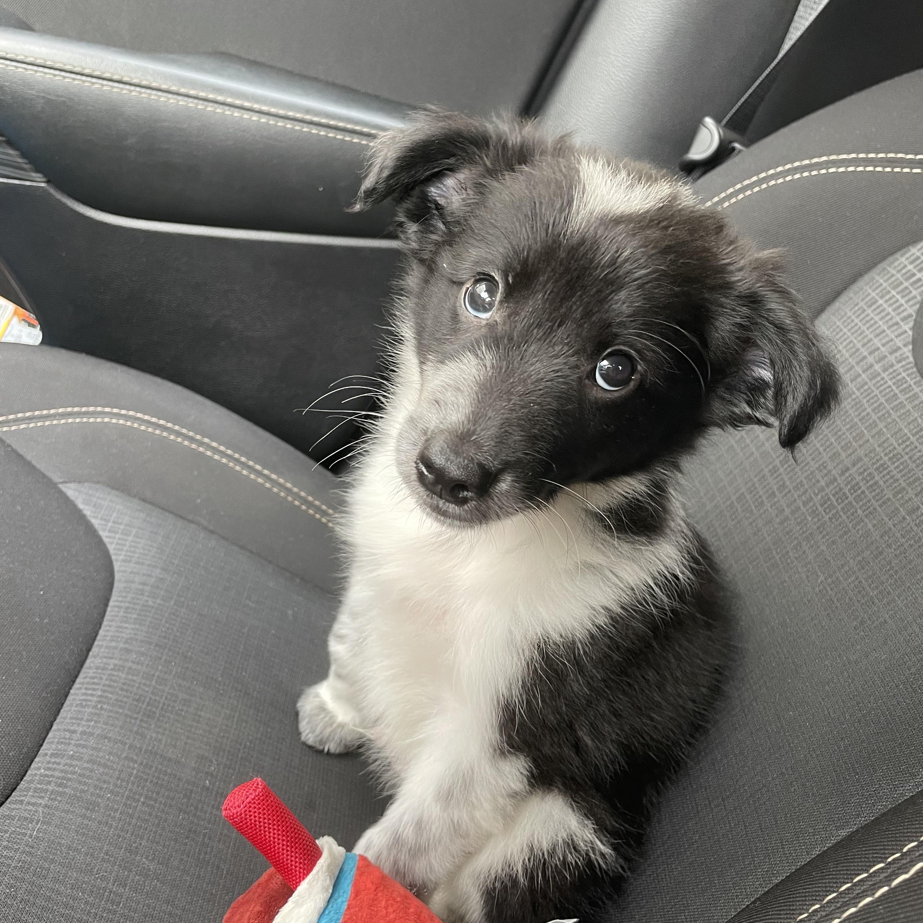 Enlarge Ollie, a Adoptable Border Collie in Farmville, VA image 6/6