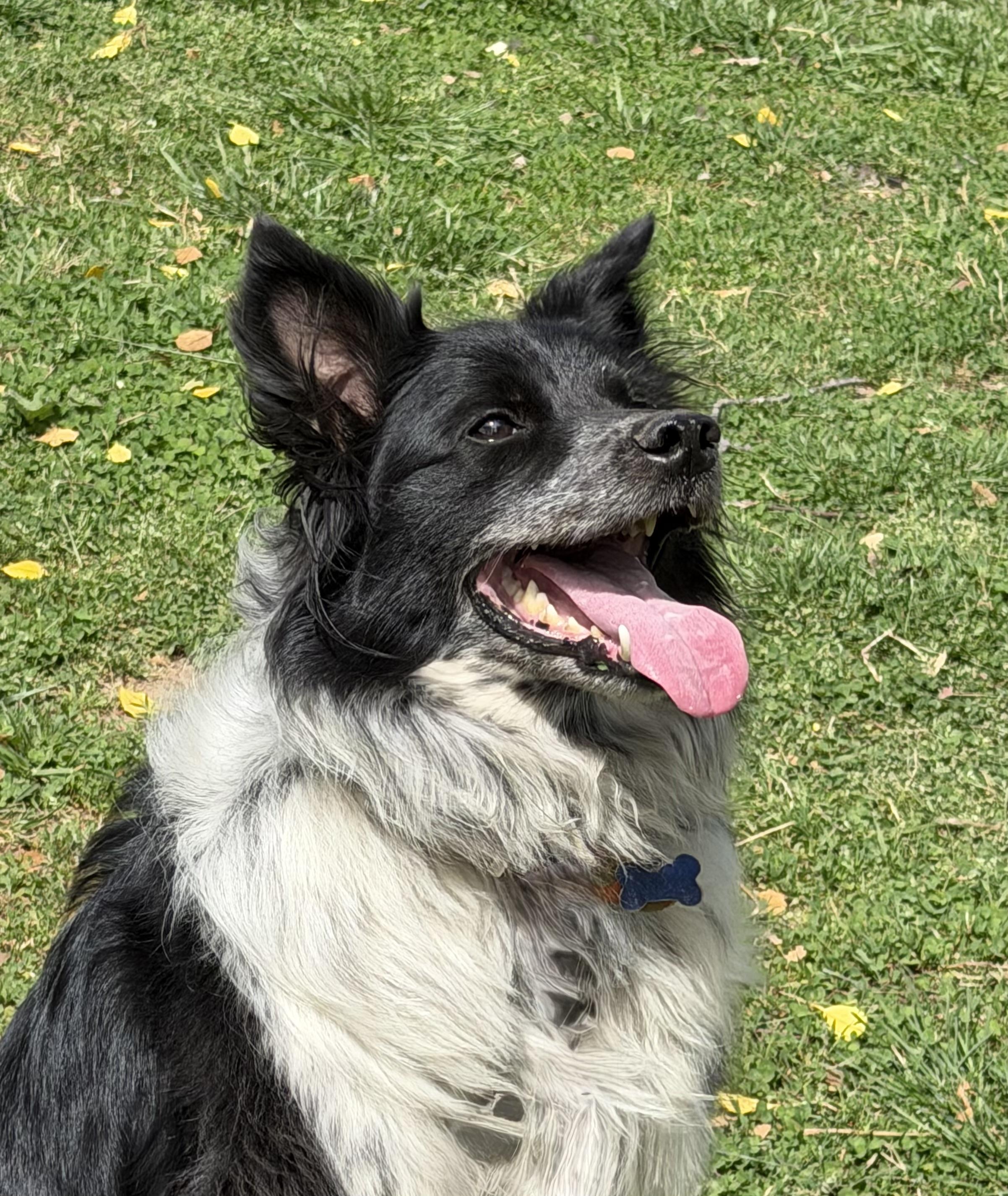 Enlarge Ollie, a Adoptable Border Collie in Farmville, VA image 2/6