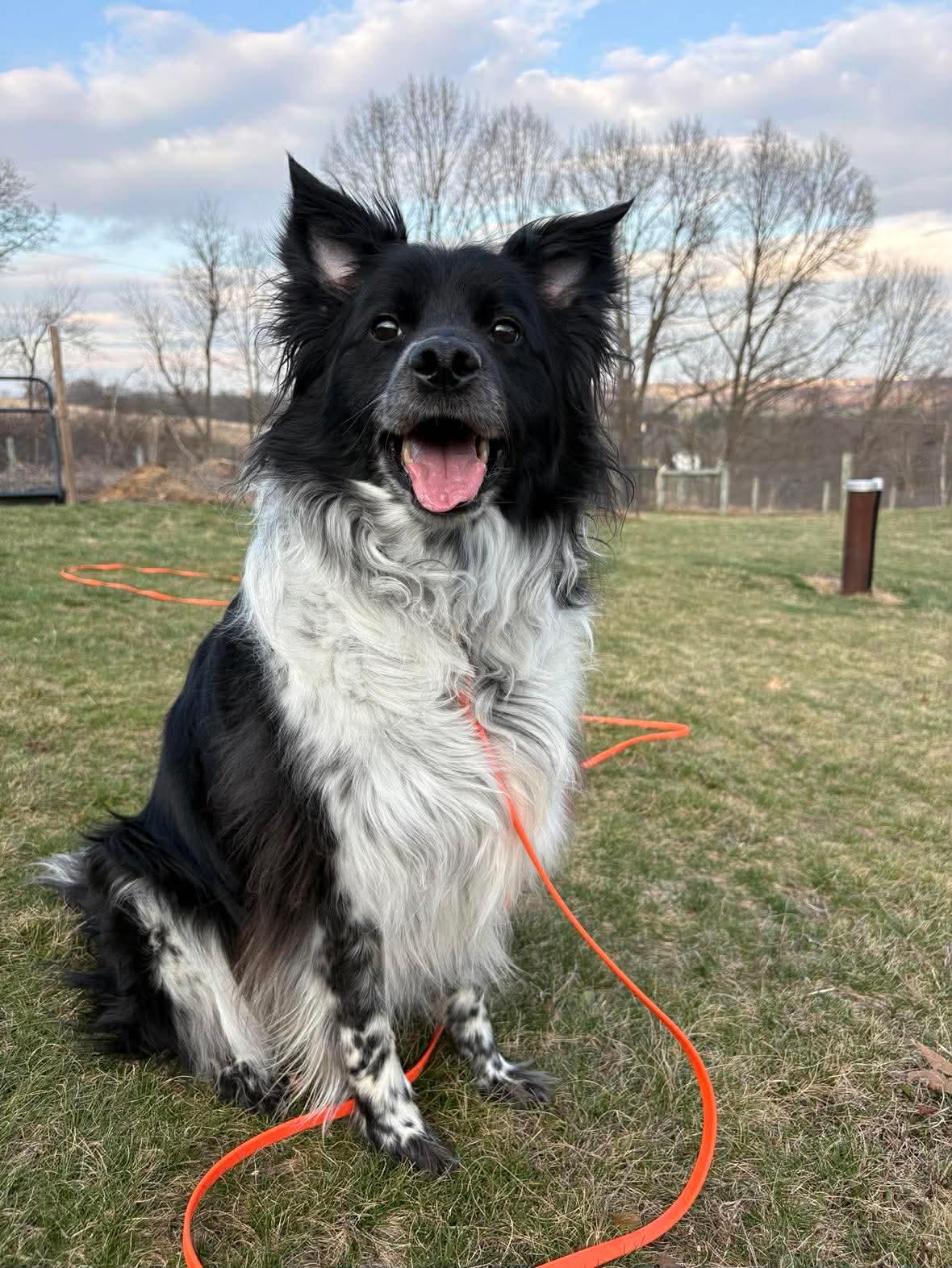 Ollie, Adoptable, Adult Male Border Collie.