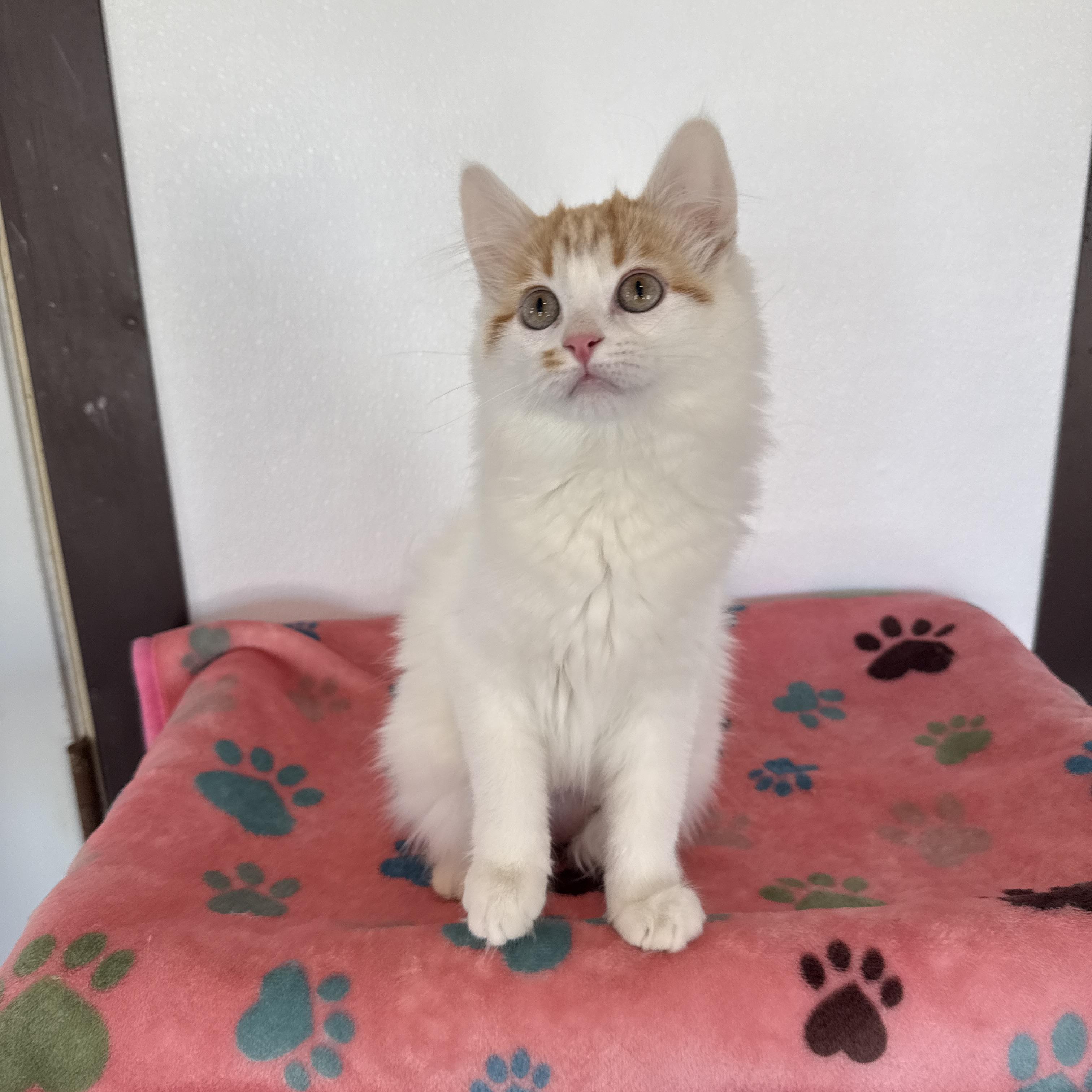 Enlarge Curly, an adopted Domestic Short Hair in Auburn, NE image 3/6