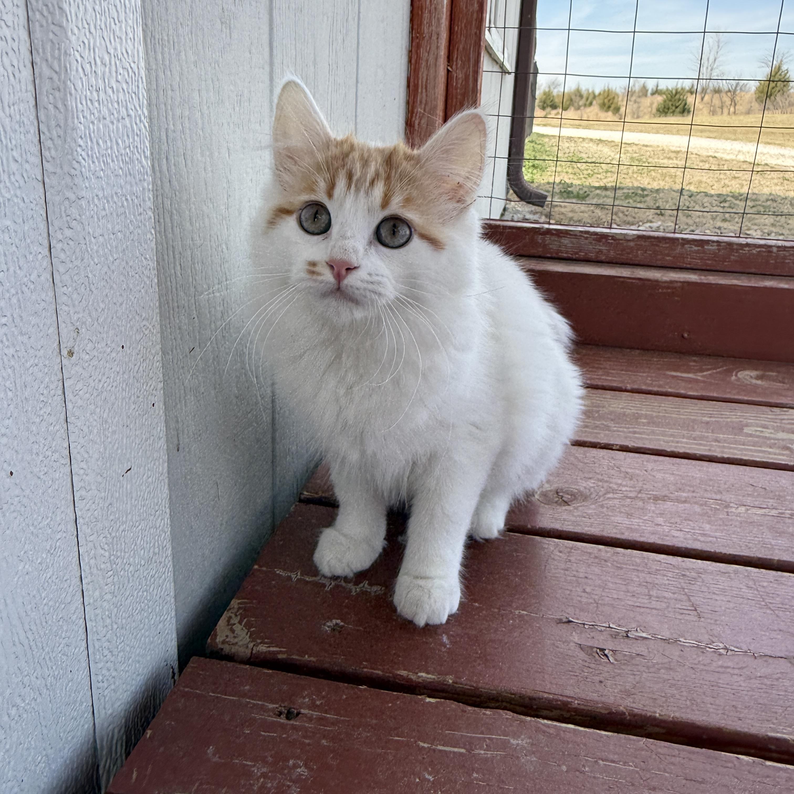 Enlarge Curly, an adopted Domestic Short Hair in Auburn, NE image 5/6