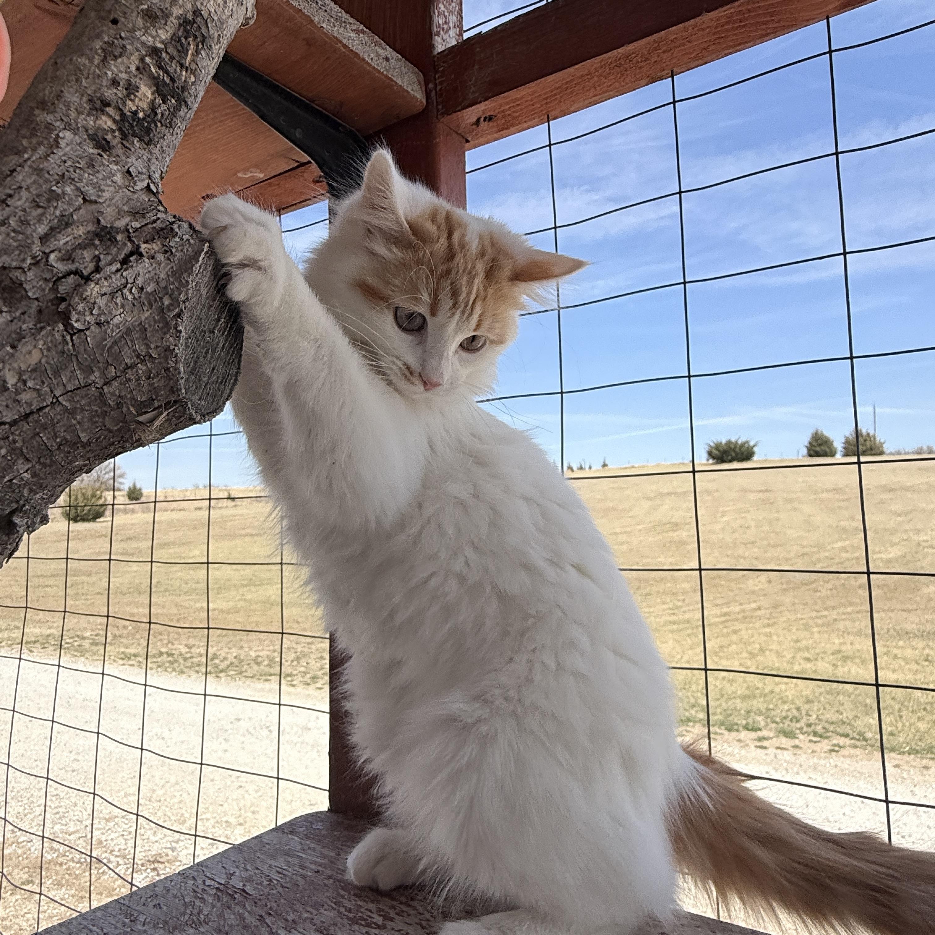 Enlarge Curly, an adopted Domestic Short Hair in Auburn, NE image 4/6