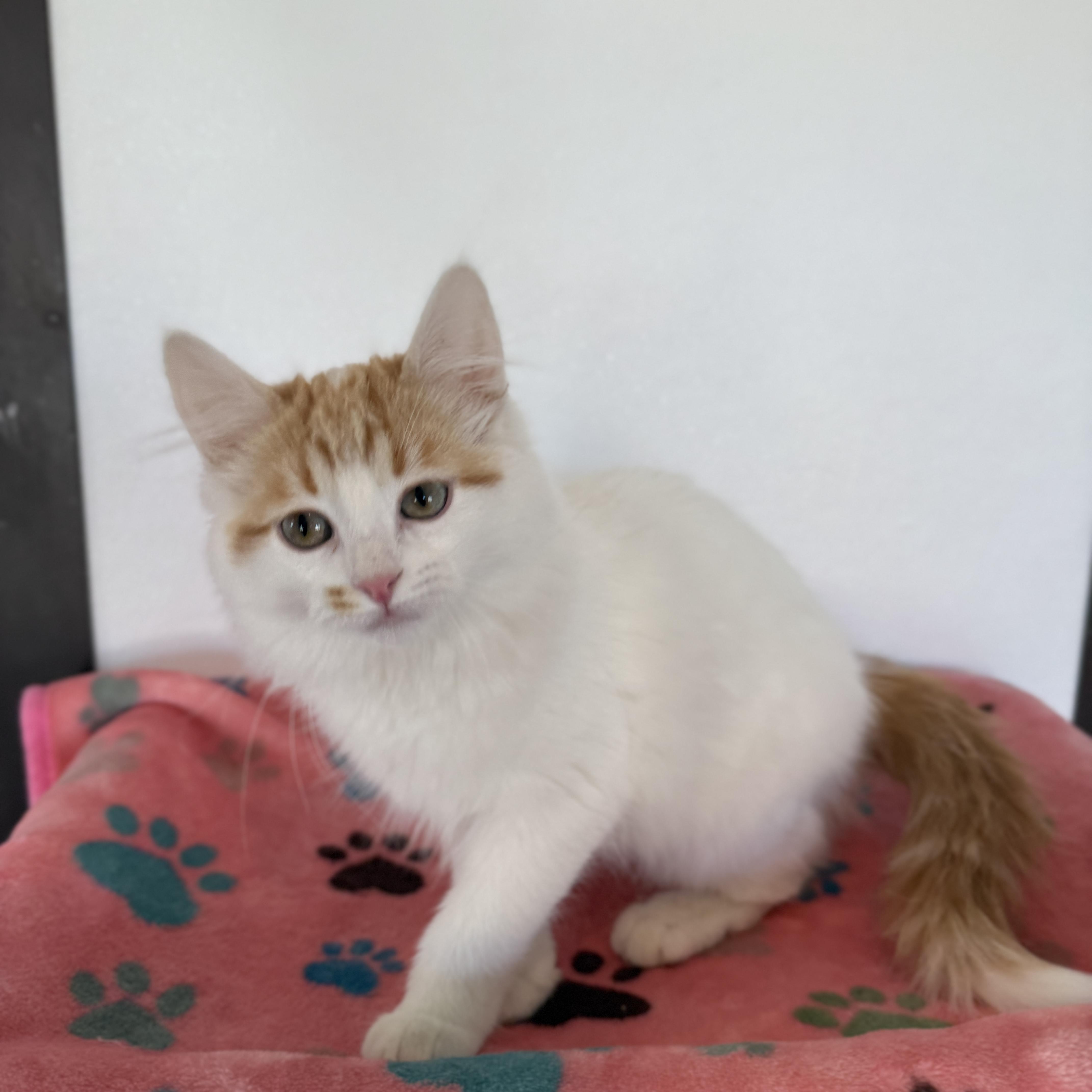 Enlarge Curly, an adopted Domestic Short Hair in Auburn, NE image 2/6