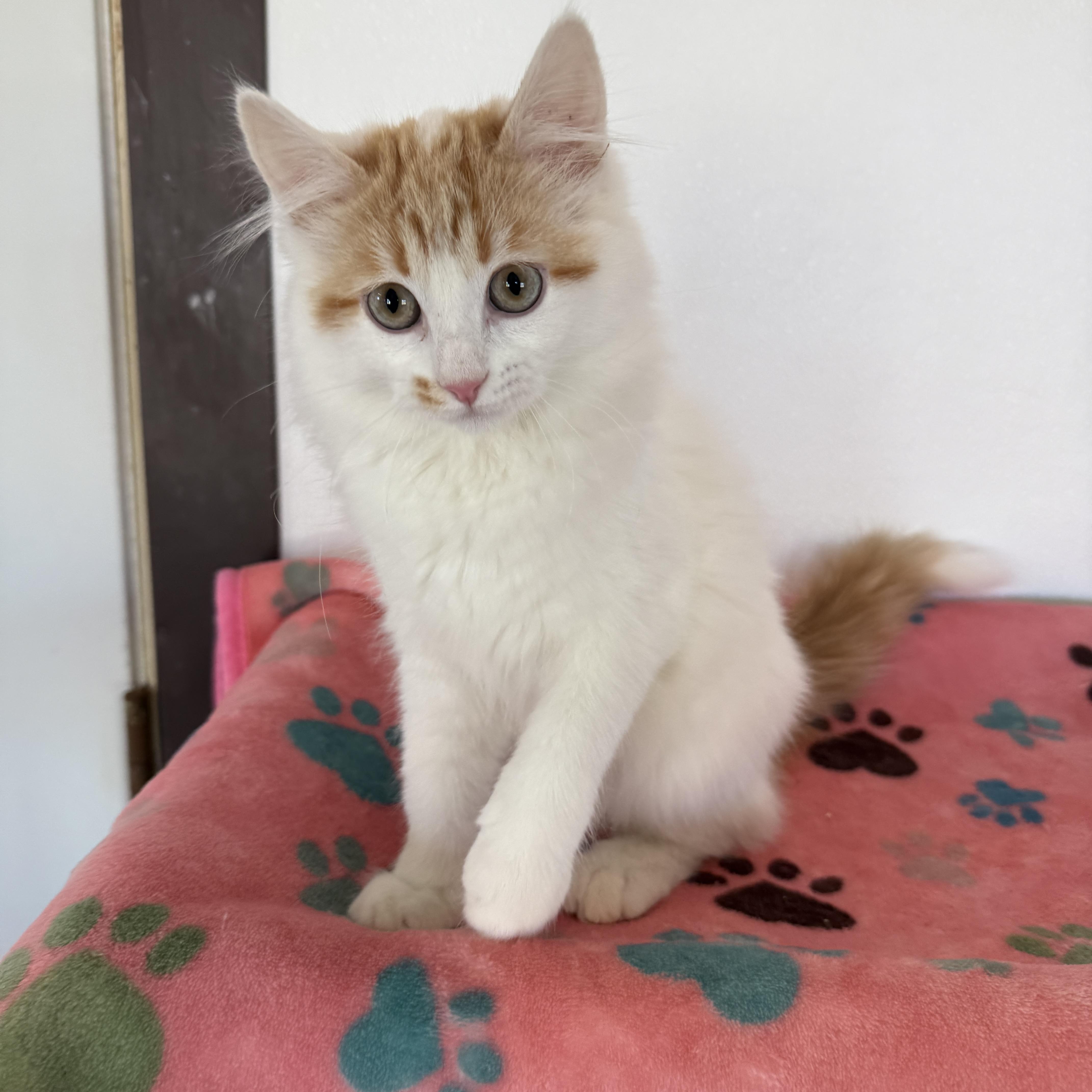 Enlarge Curly, an adopted Domestic Short Hair in Auburn, NE image 6/6