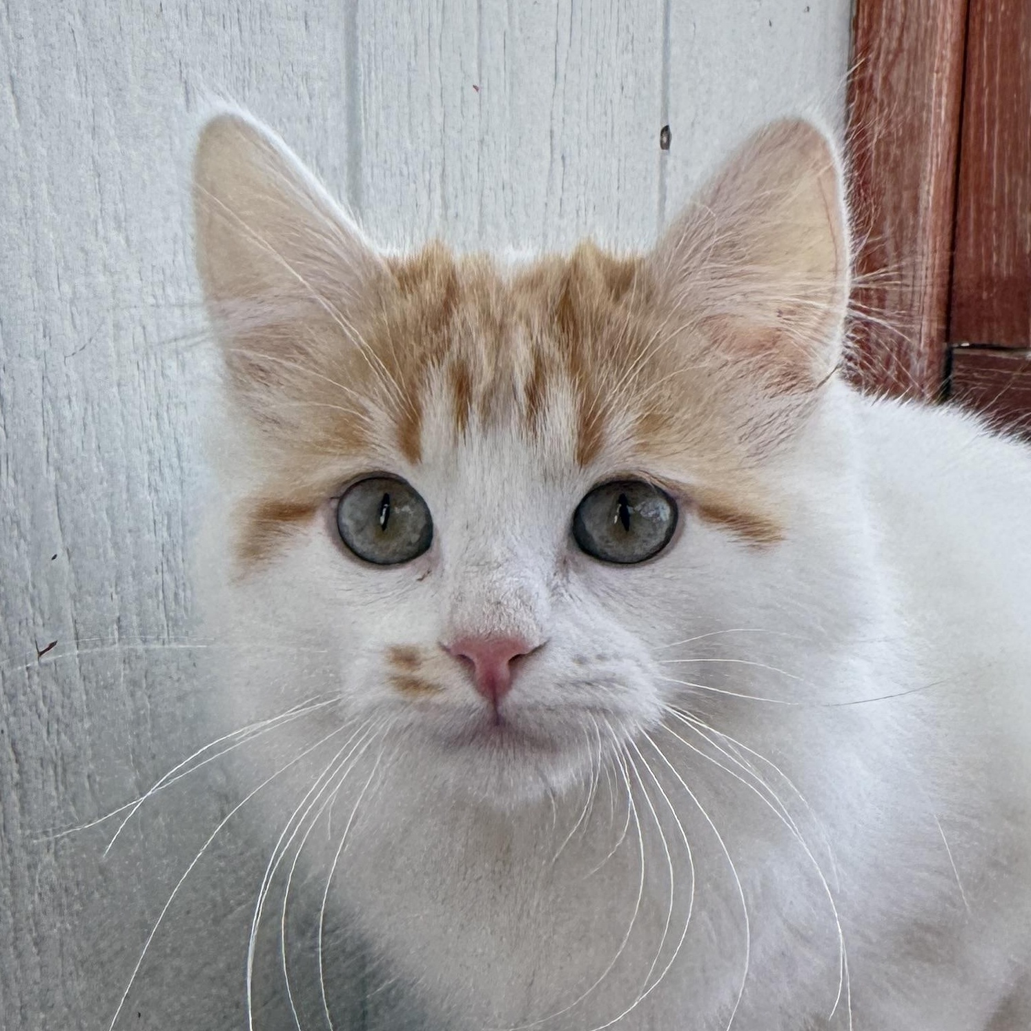 Curly, adopted, Kitten Female Domestic Short Hair.
