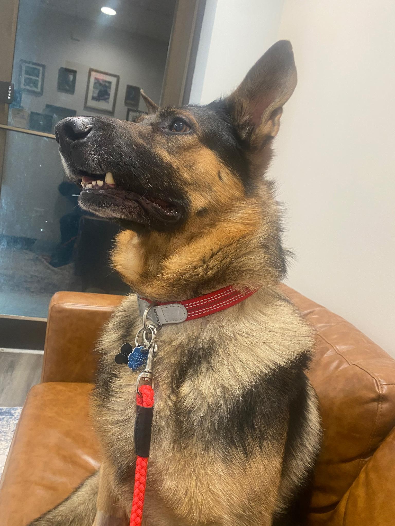 Enlarge Wylie, an adopted German Shepherd Dog in Chicago, IL image 1/1