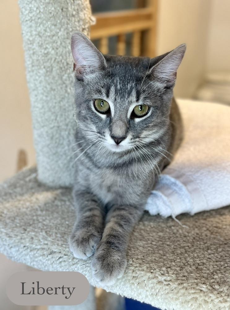 Liberty, a Adoptable Domestic Short Hair in Chalfont, PA image 1/6