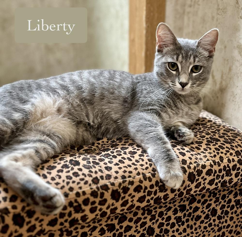 Liberty, a Adoptable Domestic Short Hair in Chalfont, PA image 2/6