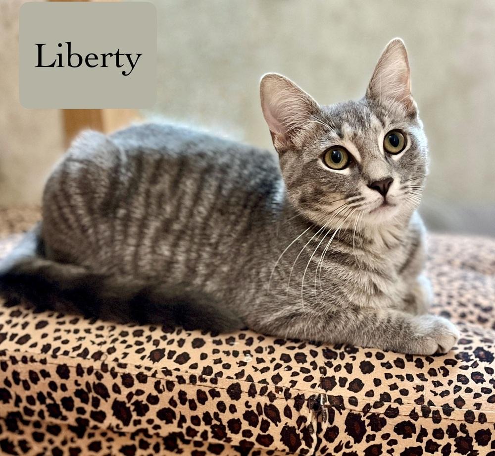 Liberty, a Adoptable Domestic Short Hair in Chalfont, PA image 3/6