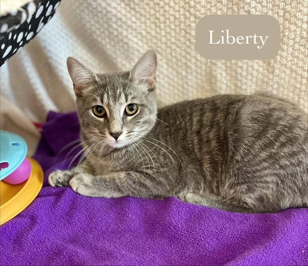 Liberty, a Adoptable Domestic Short Hair in Chalfont, PA image 4/6