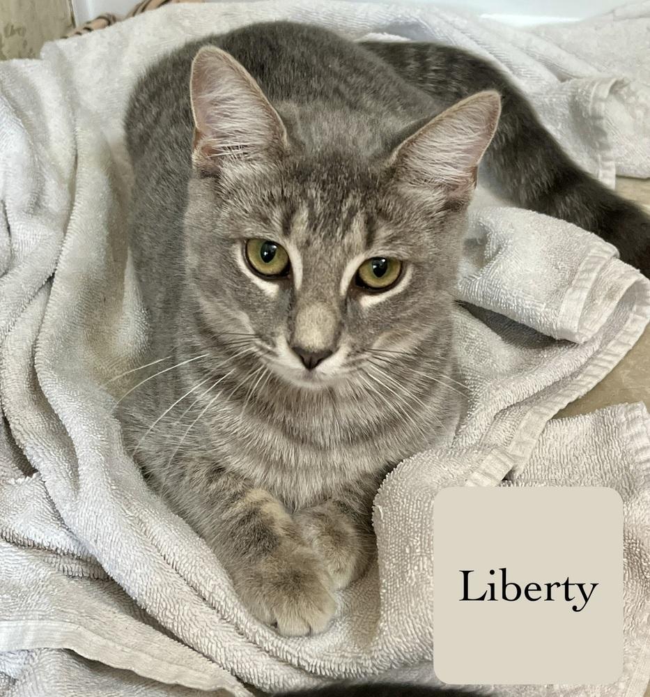 Liberty, a Adoptable Domestic Short Hair in Chalfont, PA image 5/6