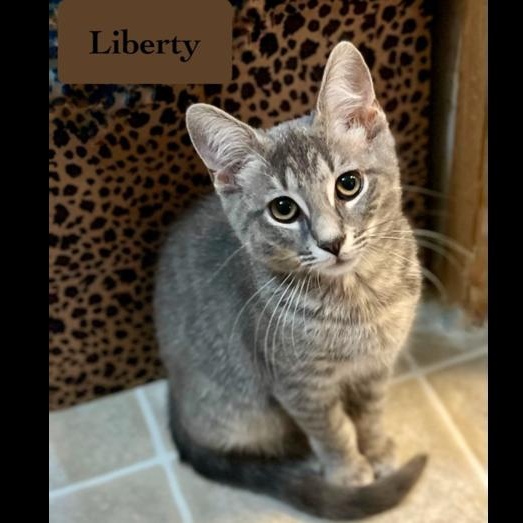 Liberty, a Adoptable Domestic Short Hair in Chalfont, PA image 6/6