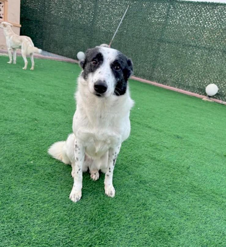 Enlarge Pickles -, a Adoptable mixed breed in Huntingtown, MD image 3/5