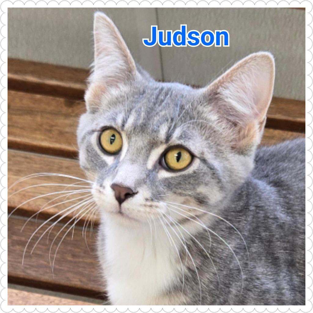 Enlarge Judson, a Adoptable mixed breed in North Saint Paul, MN image 1/2
