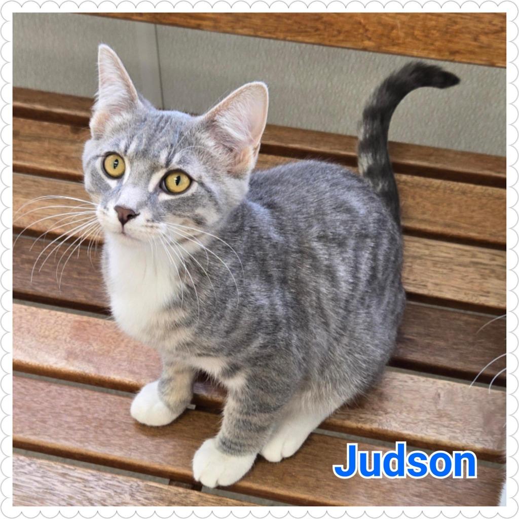 Enlarge Judson, a Adoptable mixed breed in North Saint Paul, MN image 2/2