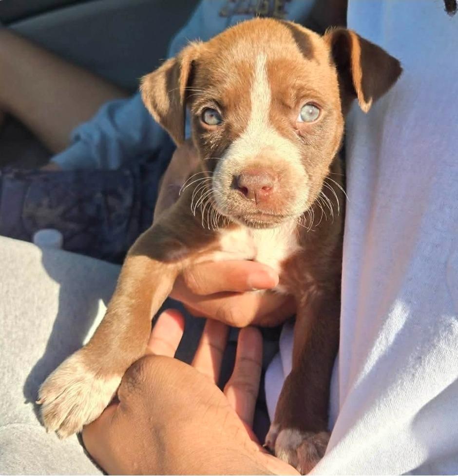Peppermint, Adopted, Puppy Female Terrier & Boxer.