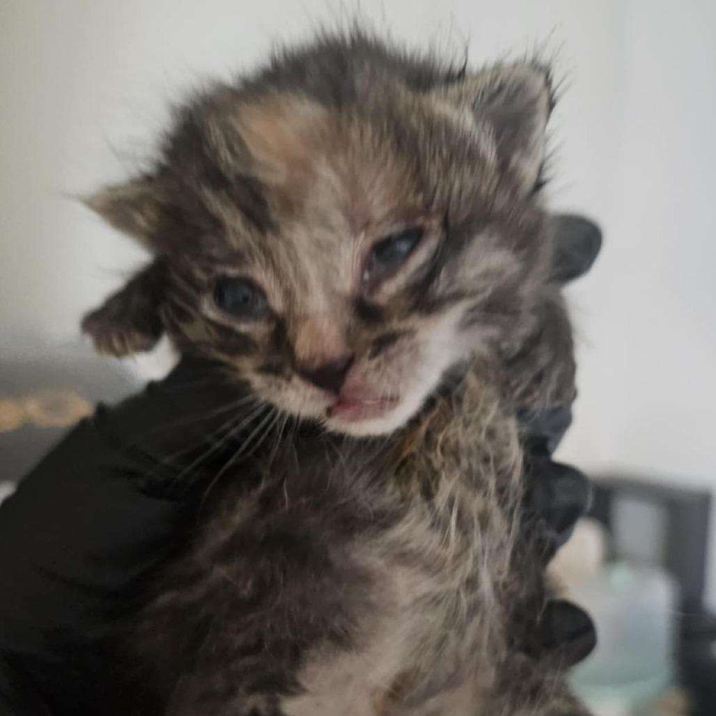 Canarygrass, Adoptable, Young Female Domestic Short Hair.