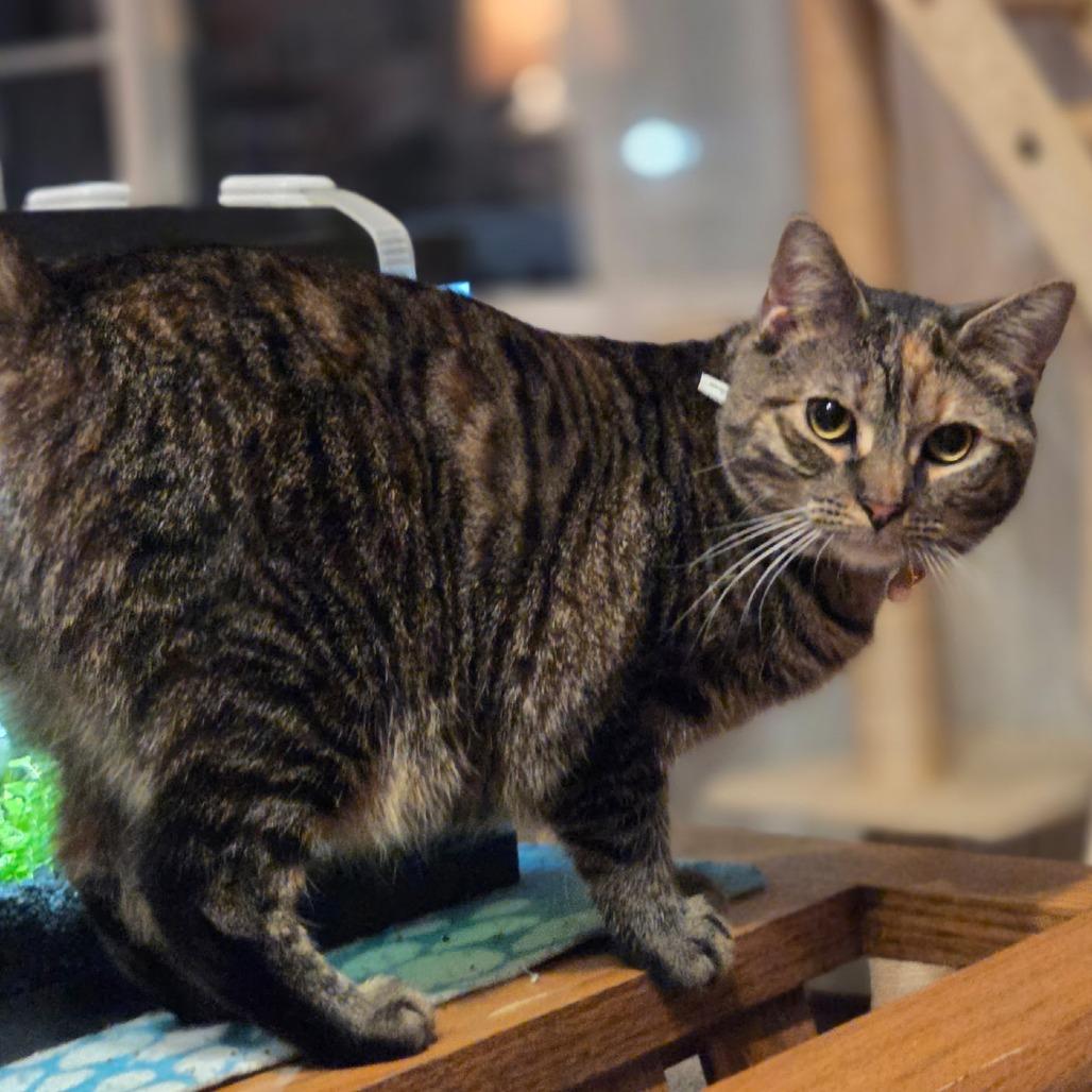 Canarygrass, a Adoptable Domestic Short Hair in Danville, IL image 1/4