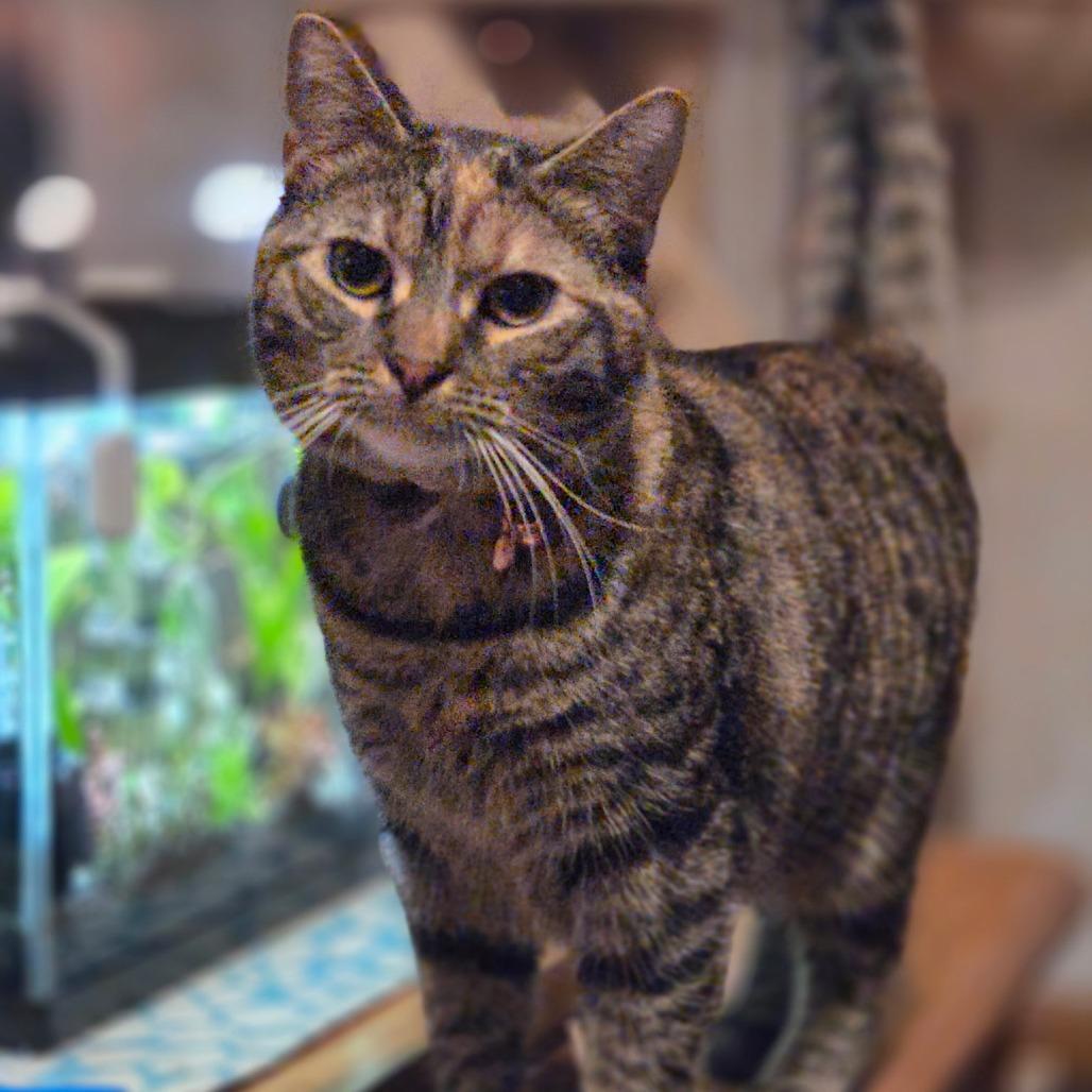 Canarygrass, a Adoptable Domestic Short Hair in Danville, IL image 3/4