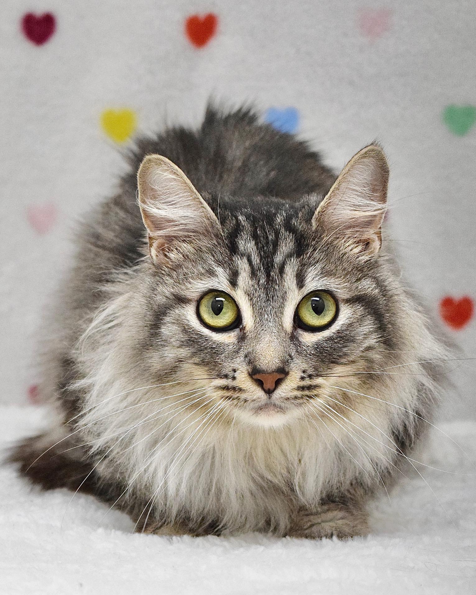 Enlarge Lydia, a ADOPTABLE Domestic Long Hair in Dublin, CA image 1/1