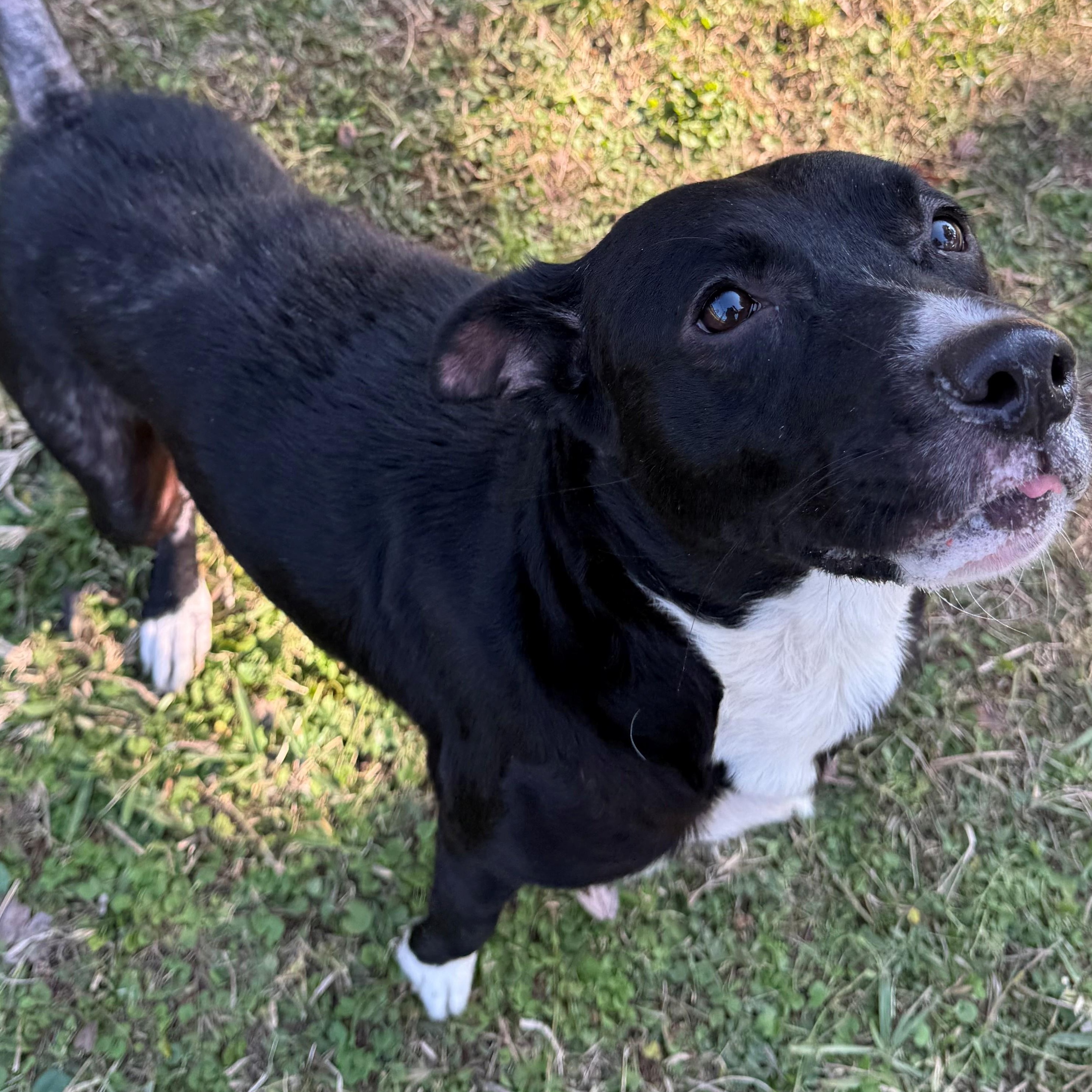 Jada, a Adoptable mixed breed in St. Augustine, FL image 4/4