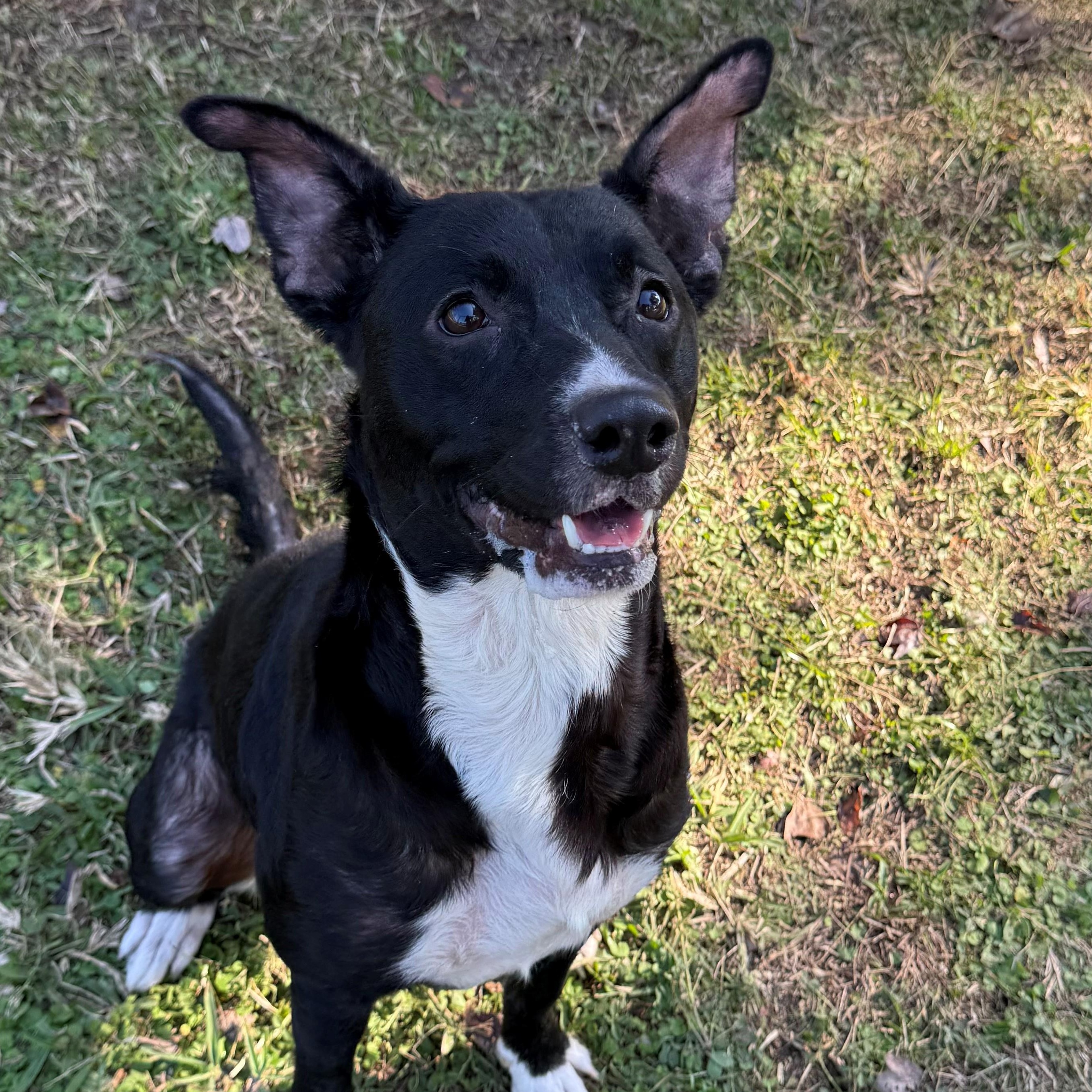 Jada, Adoptable, Adult Female Terrier.