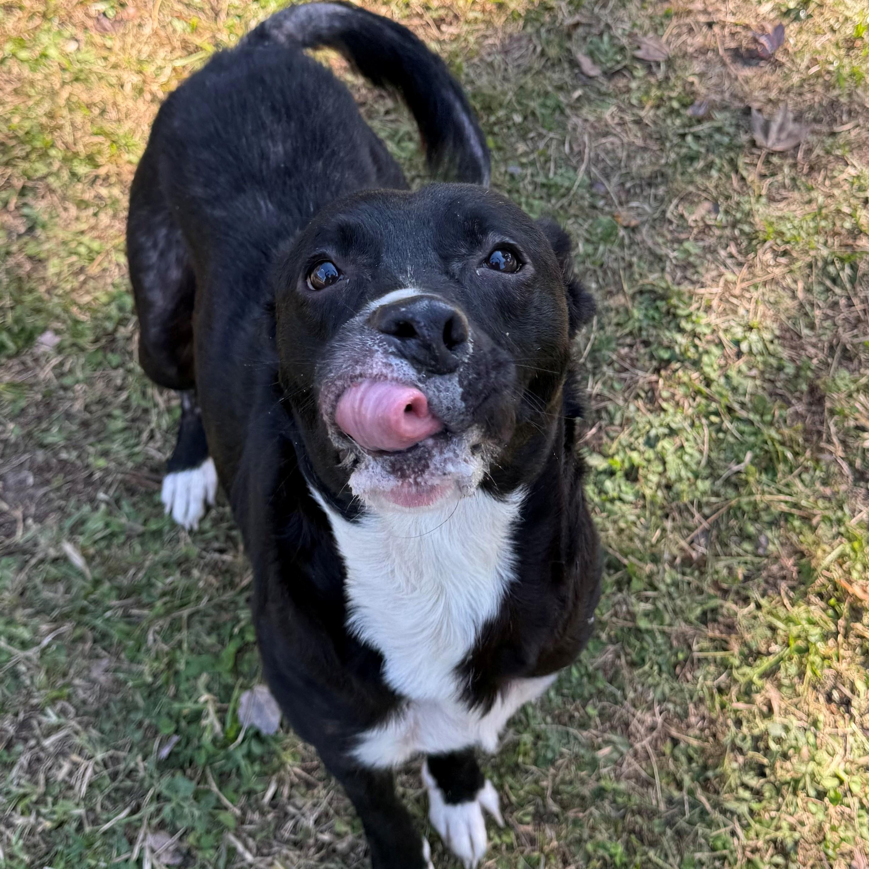 Jada, a Adoptable mixed breed in St. Augustine, FL image 2/4