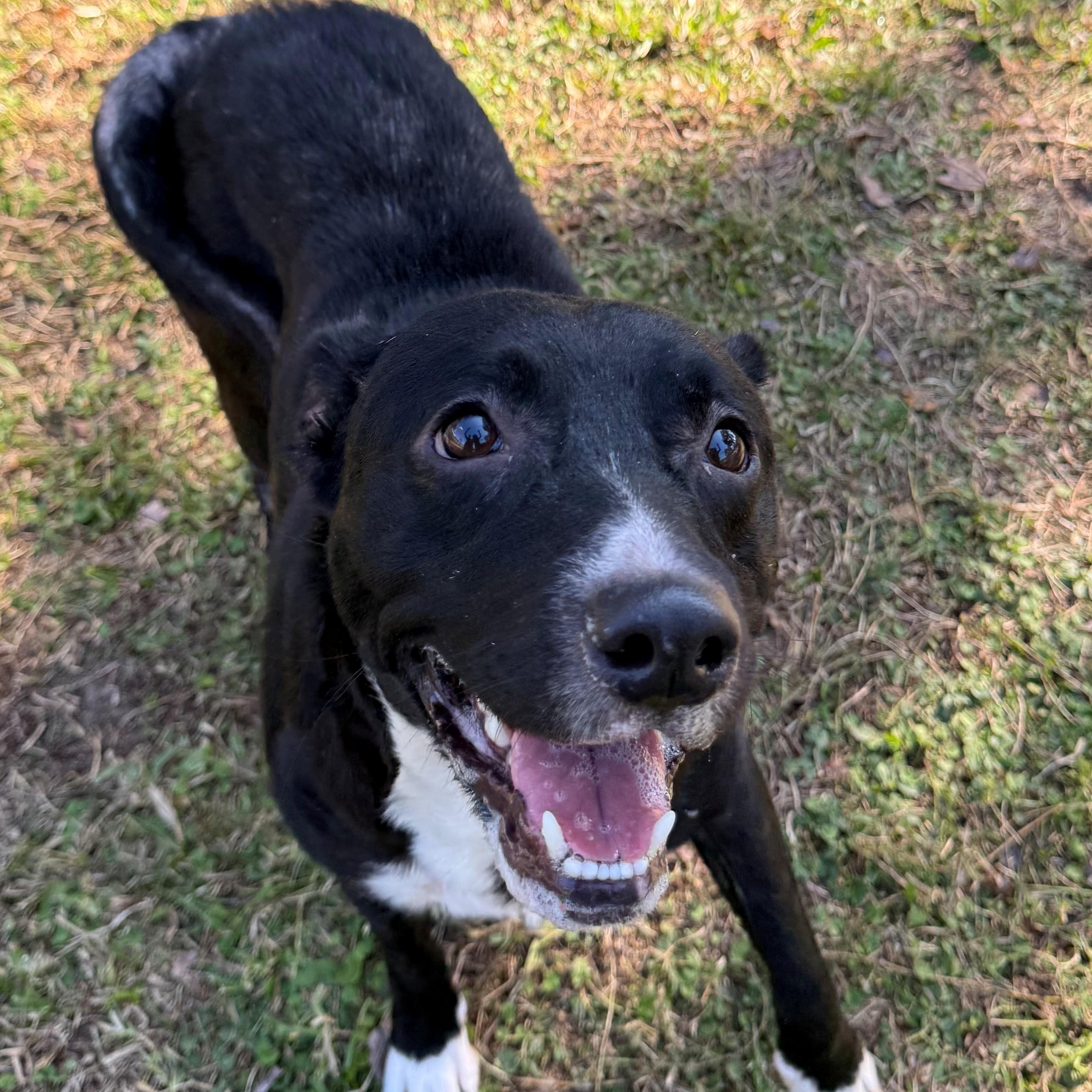 Jada, a Adoptable mixed breed in St. Augustine, FL image 3/4