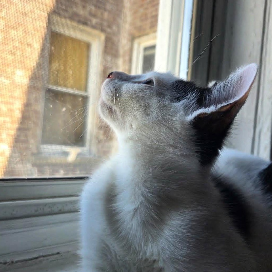 Enlarge Jareth, a ADOPTABLE Domestic Short Hair in Brooklyn, NY image 3/3