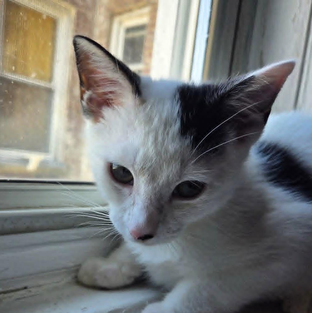 Enlarge Jareth, a ADOPTABLE Domestic Short Hair in Brooklyn, NY image 2/3