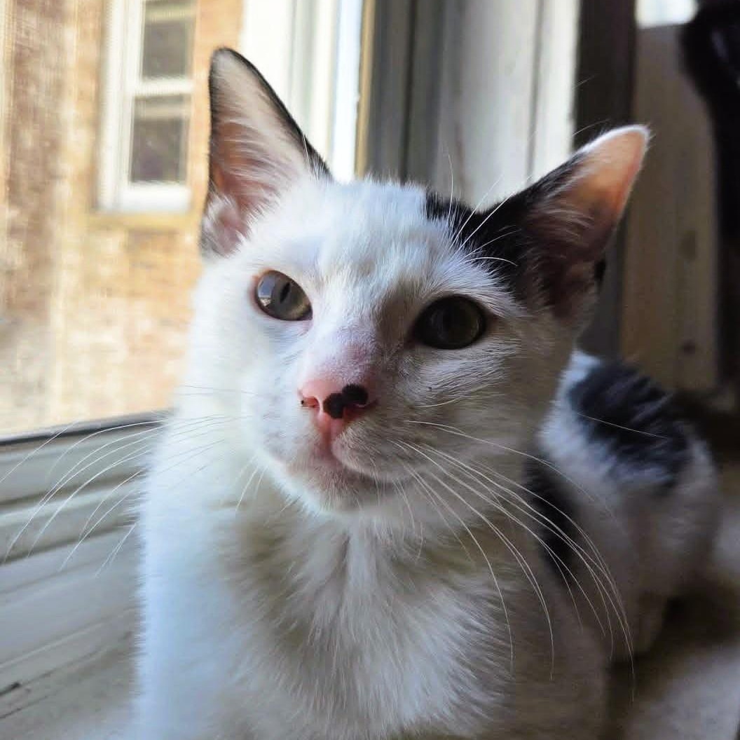 Jareth, ADOPTABLE, Kitten Male Domestic Short Hair.