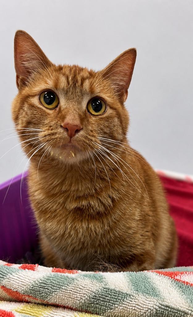 Lola, Adopted, Young Female Domestic Short Hair.