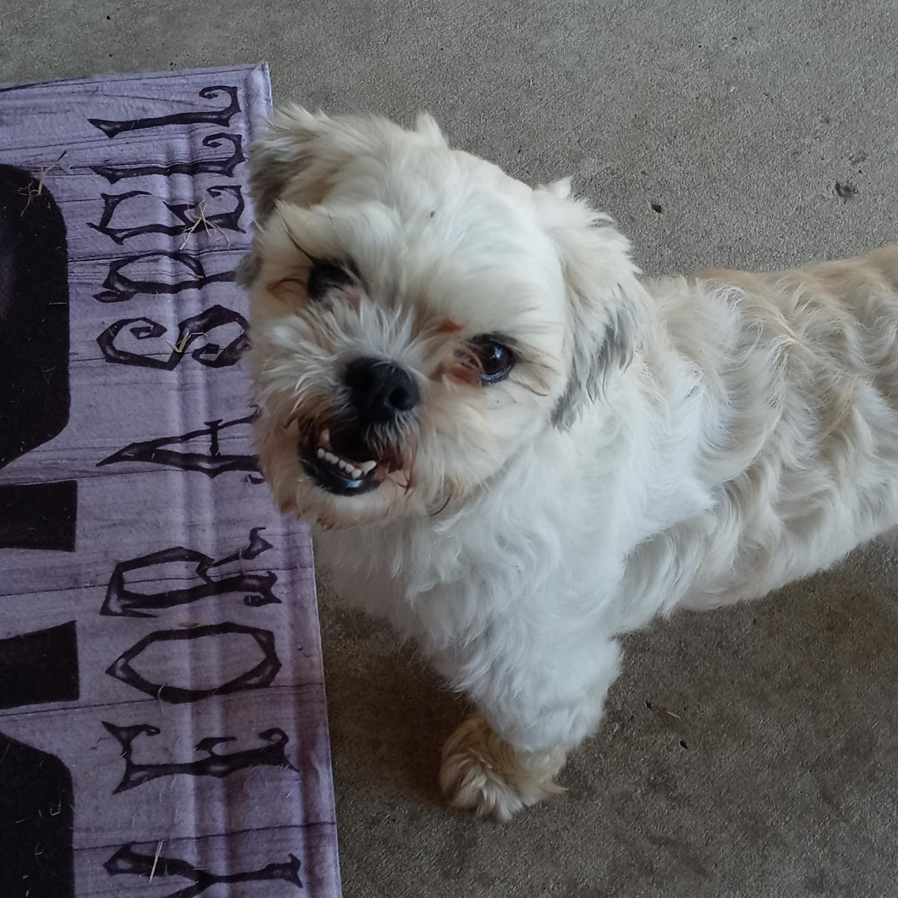 Enlarge Jackson, a Adoptable Maltese in Dallas, TX image 1/1