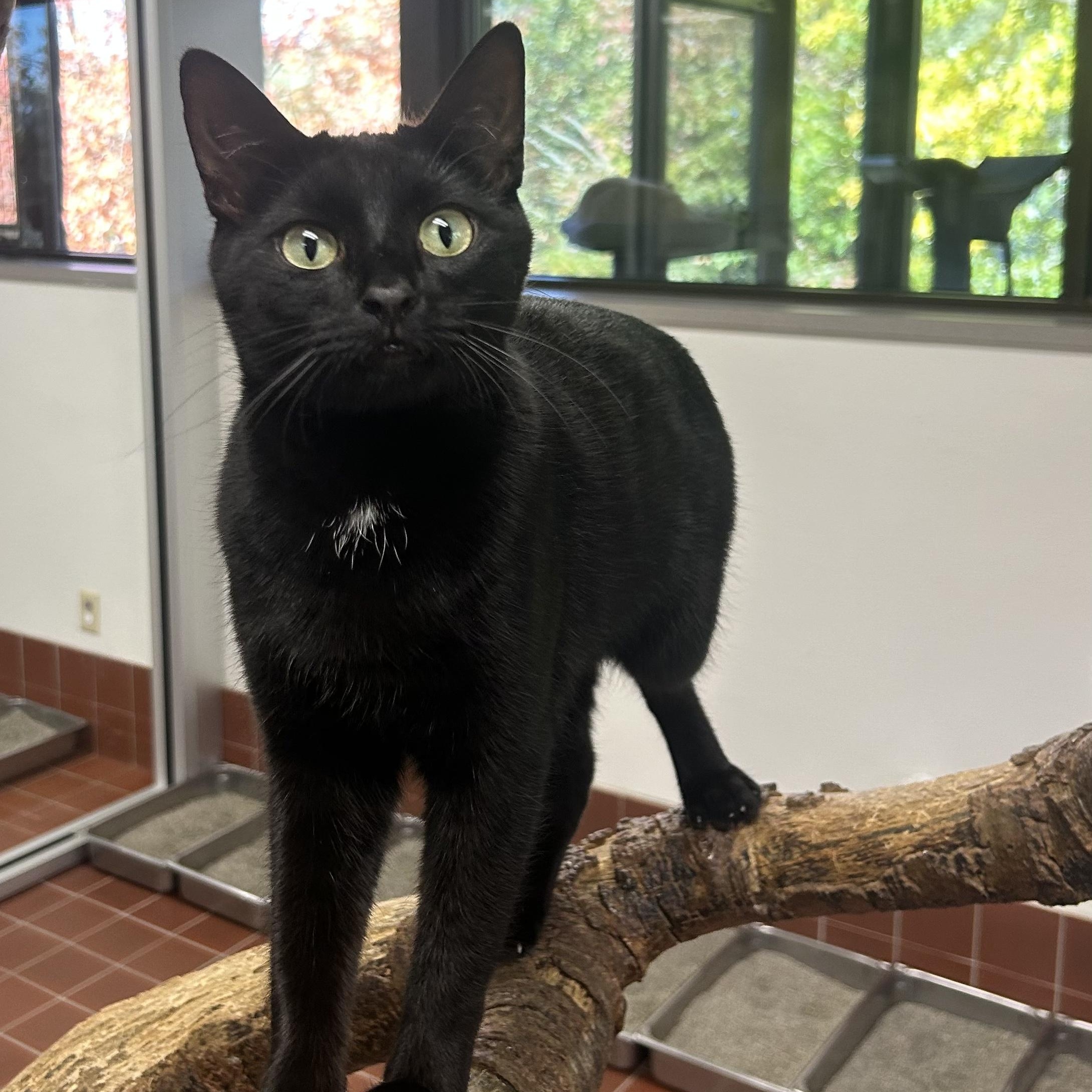 Enlarge Bash, a Adoptable Domestic Short Hair in Battle Creek, MI image 3/6