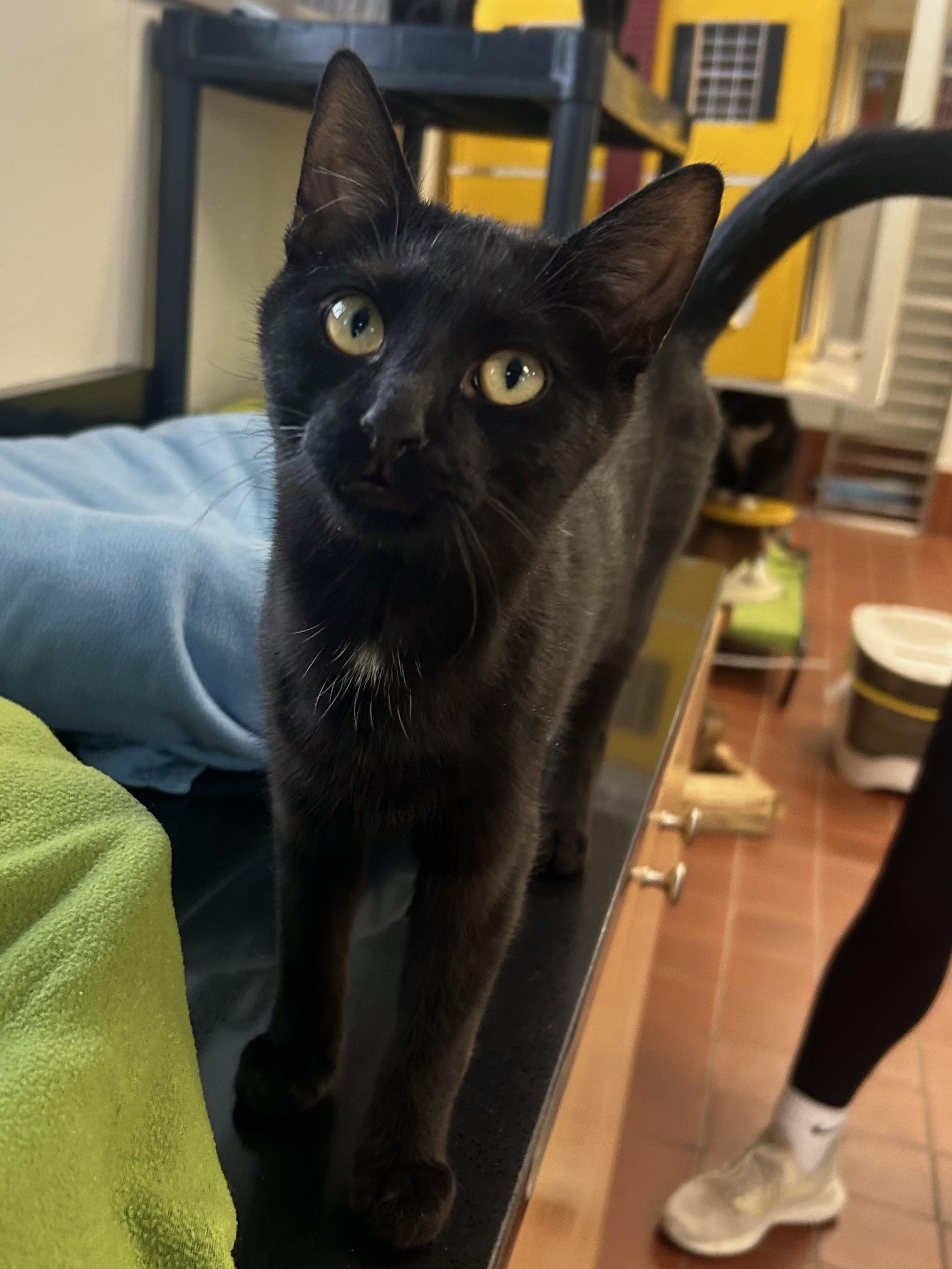 Enlarge Bash, a Adoptable Domestic Short Hair in Battle Creek, MI image 6/6