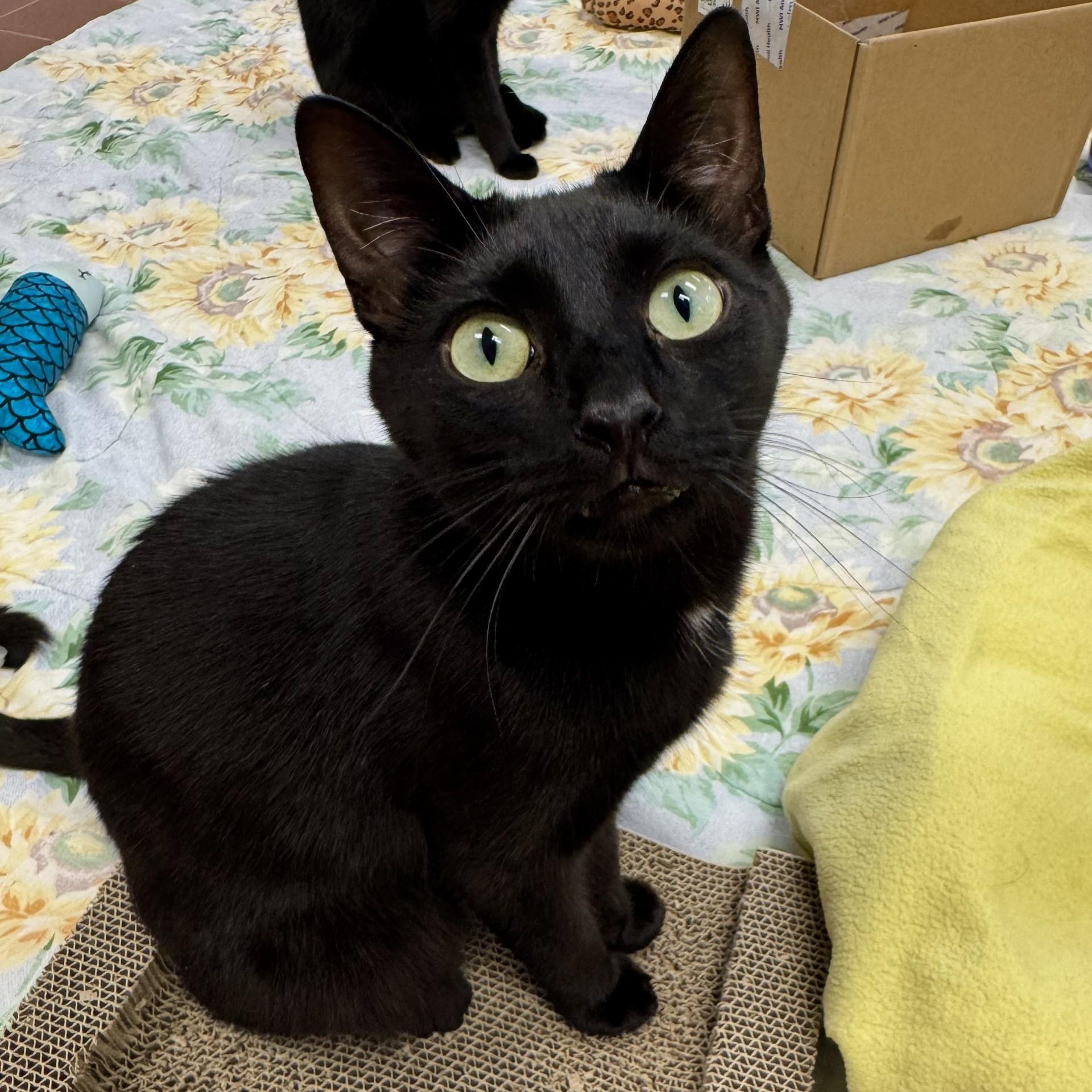 Bash, Adoptable, Adult Male Domestic Short Hair.