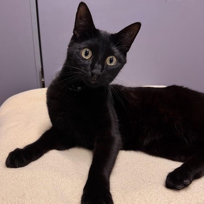 Enlarge Bash, a Adoptable Domestic Short Hair in Battle Creek, MI image 2/6