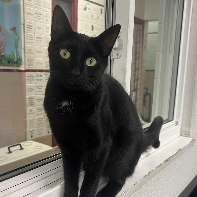 Enlarge Bash, a Adoptable Domestic Short Hair in Battle Creek, MI image 4/6