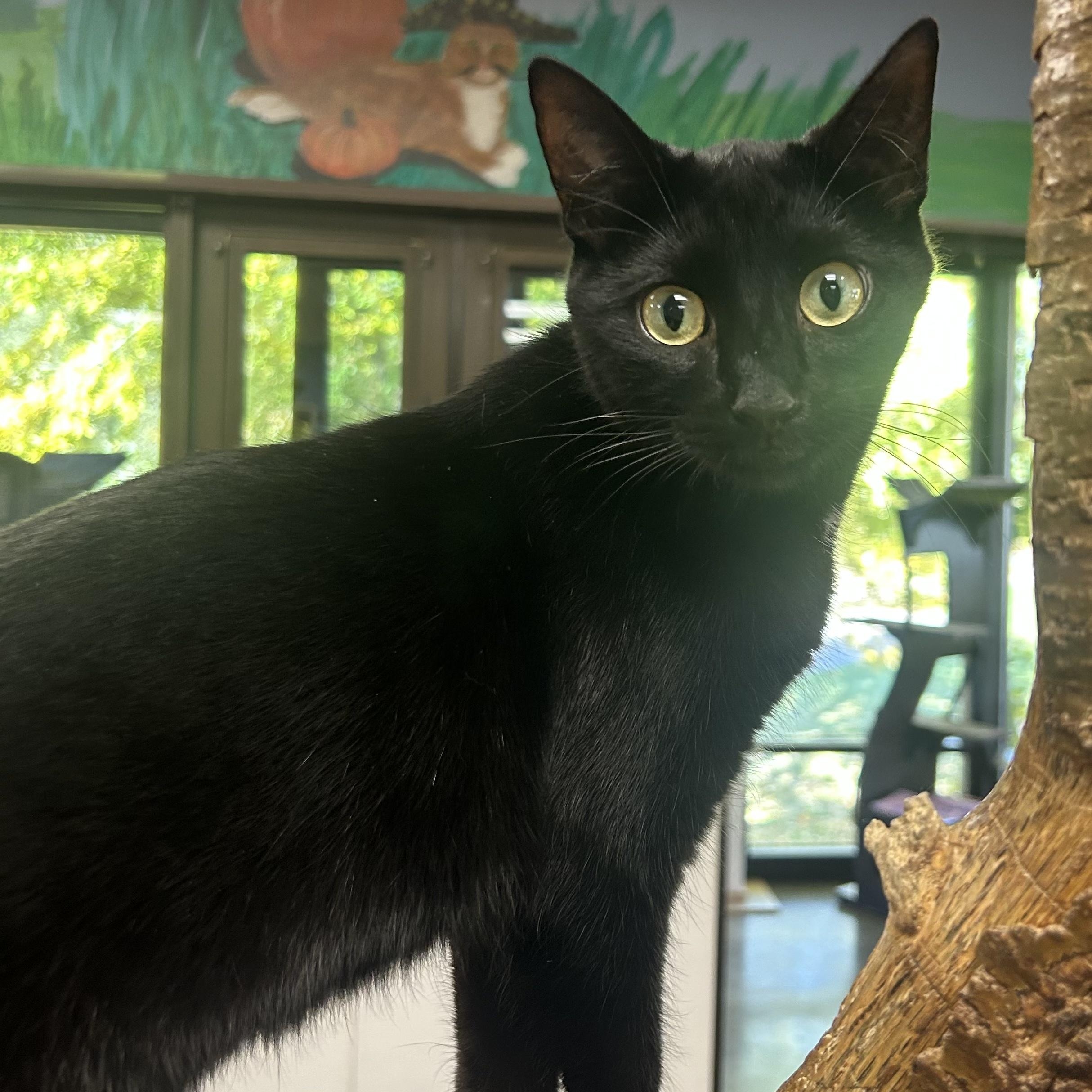 Enlarge Bash, a Adoptable Domestic Short Hair in Battle Creek, MI image 5/6
