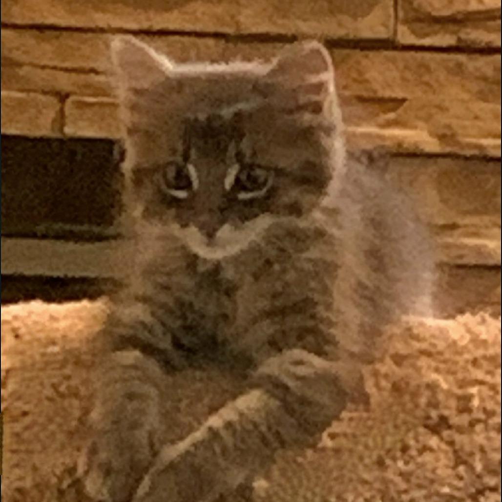 Little Rascal, Adoptable, Kitten Male Domestic Medium Hair.