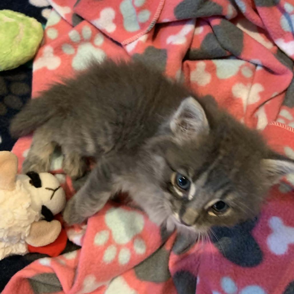 Enlarge Little Rascal, a Adoptable Domestic Medium Hair in FAIRWAY, KS image 2/5