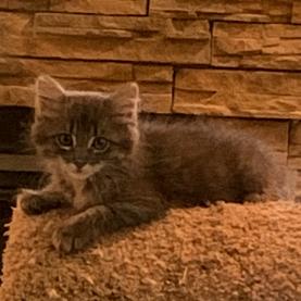Enlarge Little Rascal, a Adoptable Domestic Medium Hair in FAIRWAY, KS image 3/5