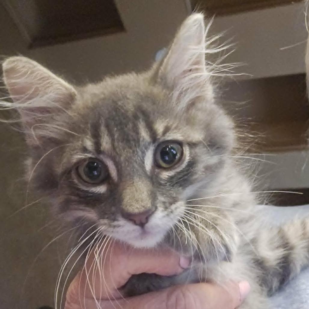 Enlarge Little Rascal, a Adoptable Domestic Medium Hair in FAIRWAY, KS image 4/5