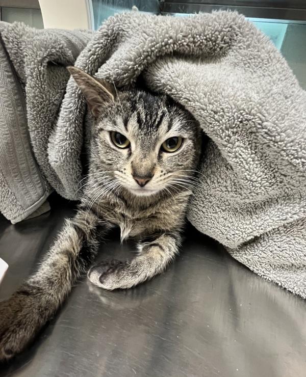 Zumba, Adoptable, Young Female Domestic Short Hair.