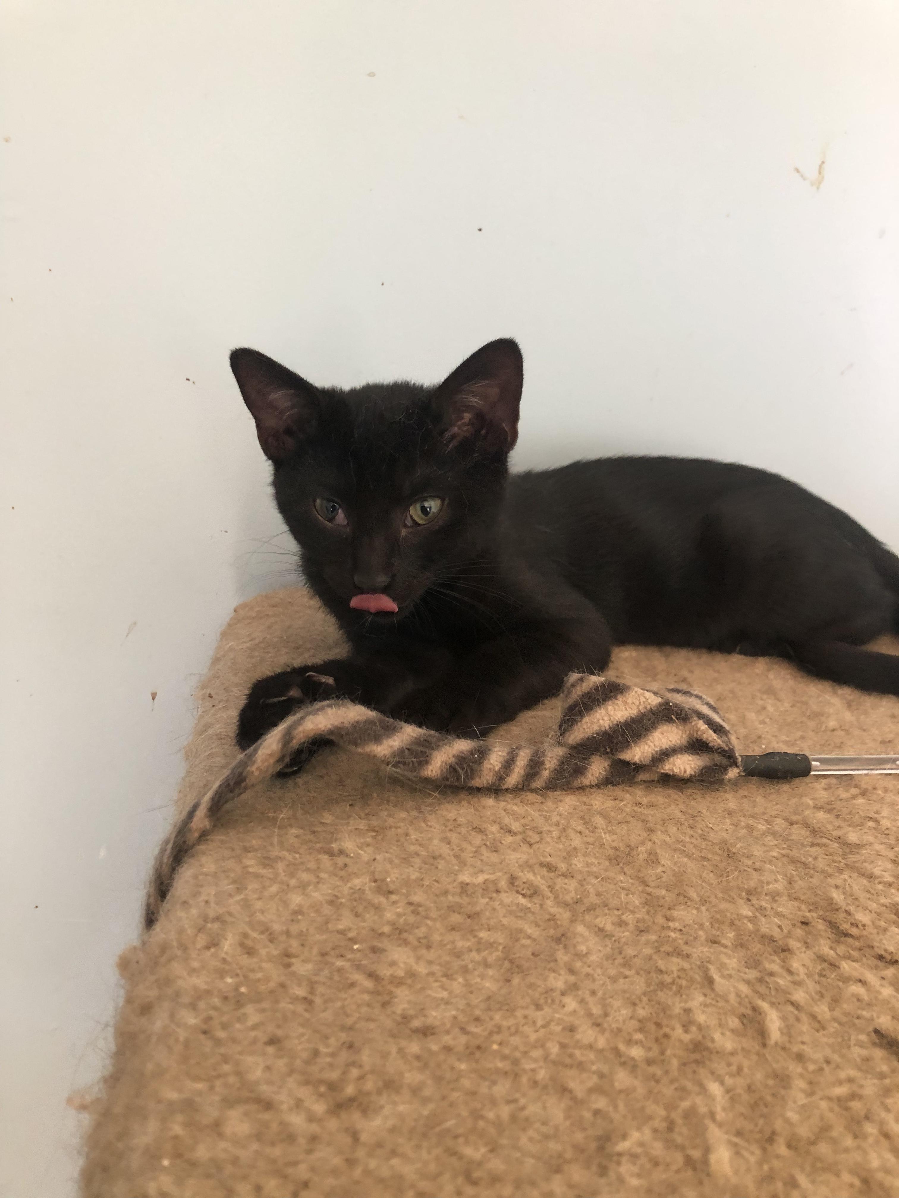 Reader - the superlative kitten comedian who forgets she's showing her tongue!, Baby Female unknown